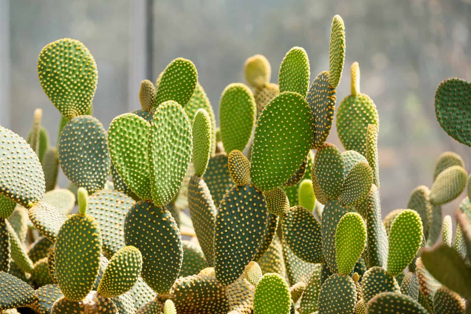Immagine del primo piano del cactus dell'orecchio del coniglietto o del microdasys dell'opuntia in giardino botanico