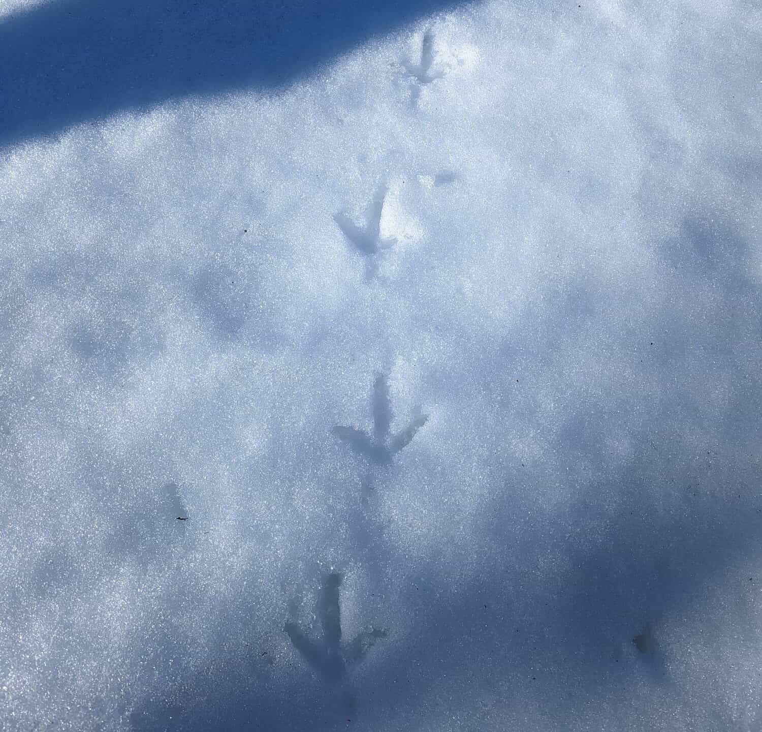 Tracce di tacchino fresco nella neve