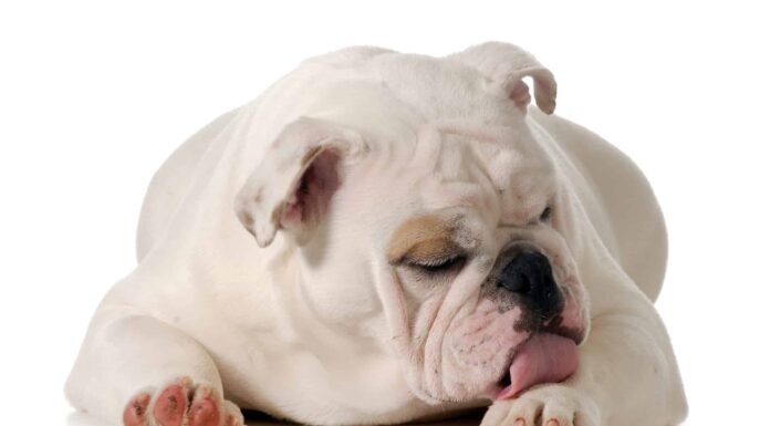 7 tipi di dermatite nei cani e come trattare il tuo animale domestico
