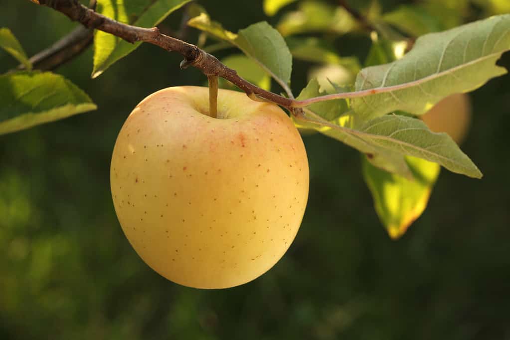 Mela dorata deliziosa che cresce sul ramo di melo