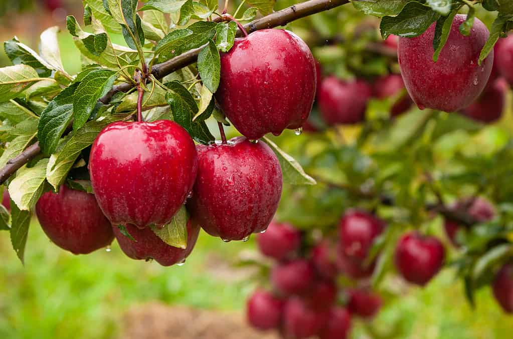 Deliziose mele rosse su un albero di mele sotto la pioggia.