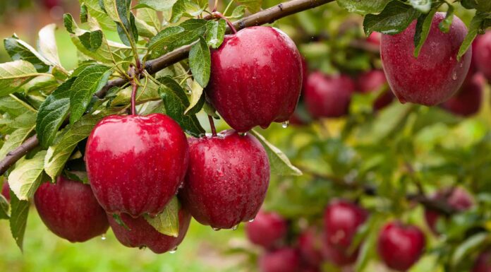 Come far crescere un albero di mele: la tua guida completa

