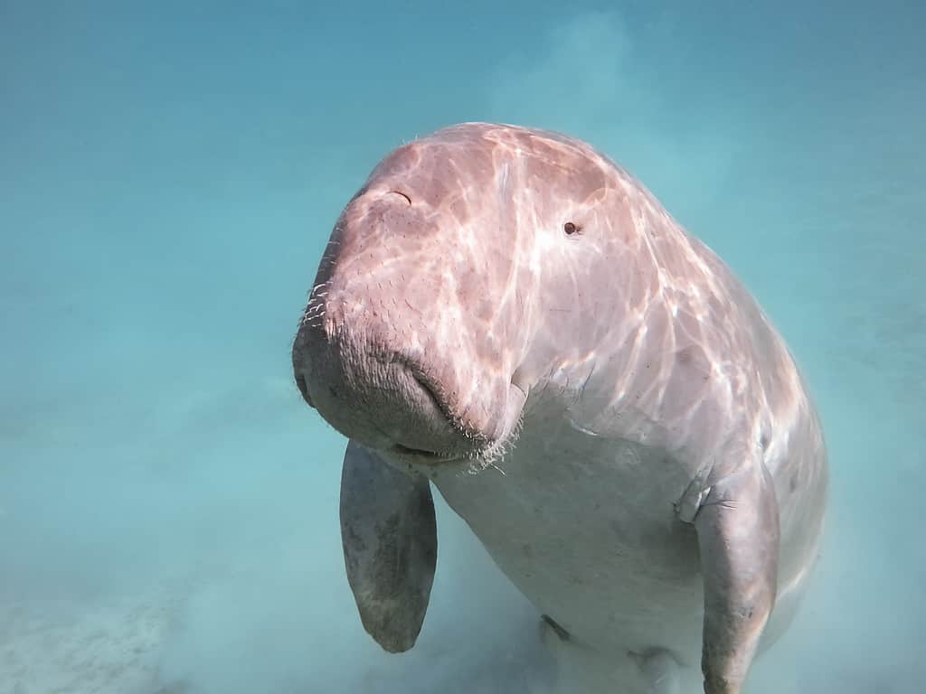 Dugongo dugon.  La mucca di mare.  mar Rosso