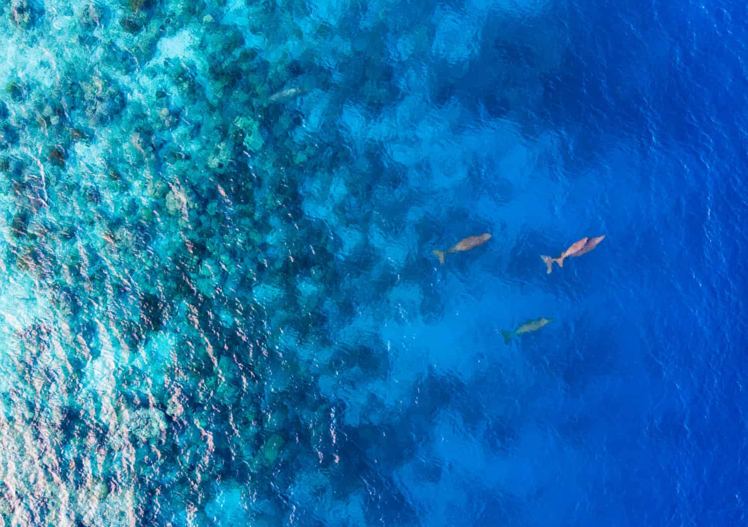 La colonia di mammiferi marini Dugongs (mucca di mare) nuota e respira nell'oceano dell'isola di Sangihe, Sulawesi settentrionale, Indonesia.  Questo mammifero è protetto dalla regolamentazione internazionale dell'habitat. 