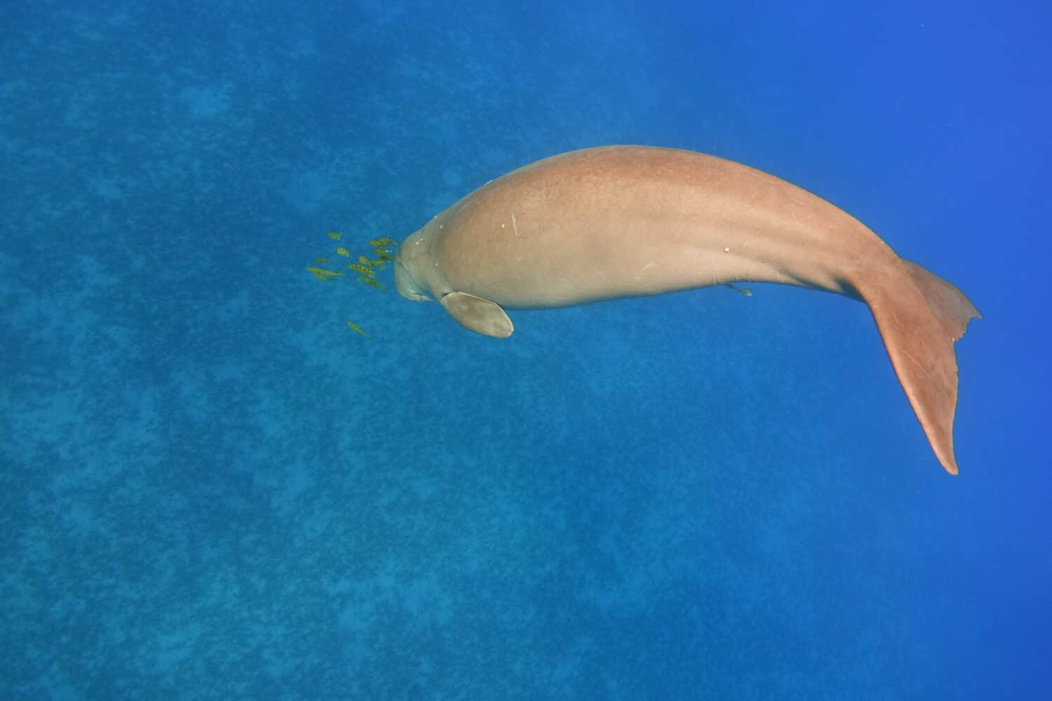 Dugongo subacqueo.  Mammifero marino (Dugong dugon)