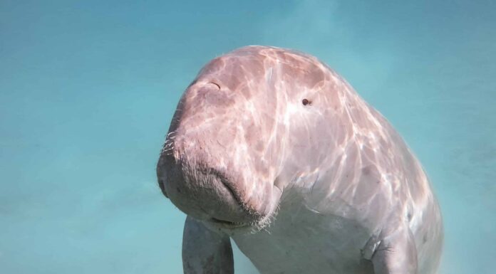 10 fatti incredibili sul dugongo
