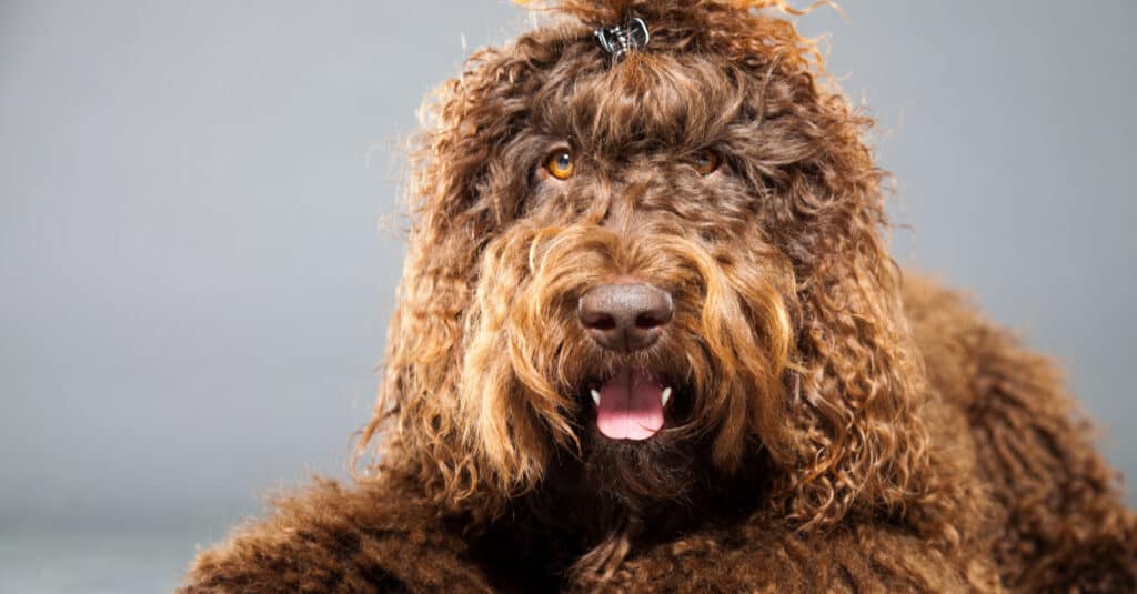 primo piano di un Barbet