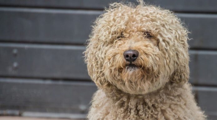 Scopri 8 magnifici cani di grossa taglia con i capelli ricci
