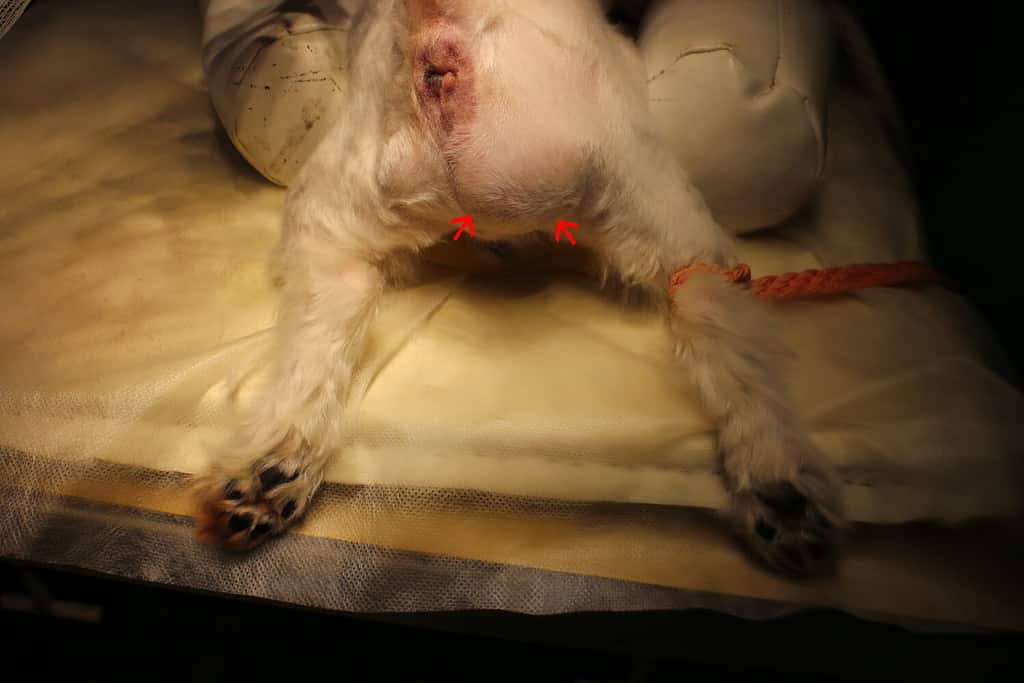 Ernia inguinale (protrusione del contenuto della cavità addominale attraverso il canale inguinale - frecce) nel cane maltese