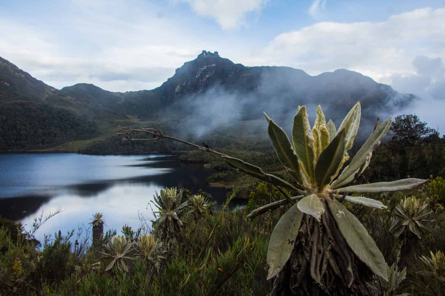 Parco Nazionale Naturale Las Hermosas.  che si trovano nelle Ande Centrali dei dipartimenti di Quindío, Tolima e Valle del Cauca, in Colombia.