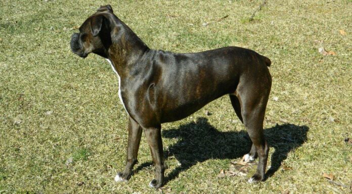 reverse brindle boxer side view