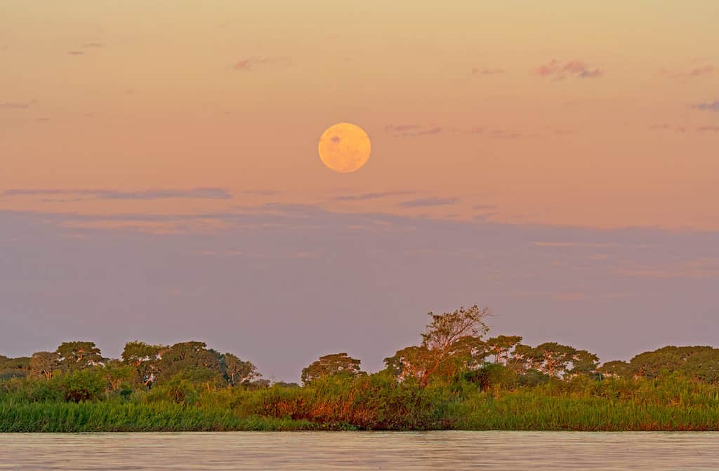 Il sorgere della luna sopra la foresta tropicale nel Parco Nazionale di Patanal in Brasile