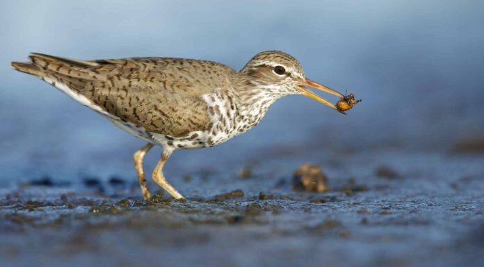 Scopri 11 Shorebirds: una guida ai bellissimi uccelli che vivono sulla spiaggia
