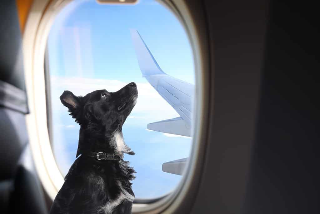 Viaggiare con animali domestici.  Carino cane dai capelli lunghi vicino alla finestra in aereo