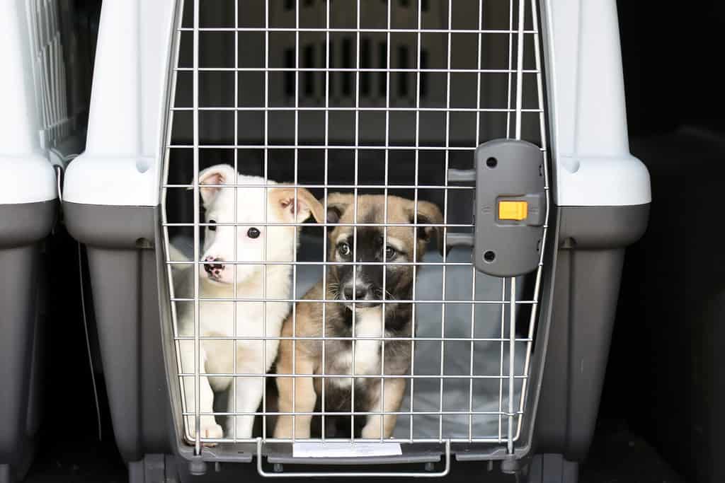 cuccioli in un contenitore per il trasporto di animali.  viaggiare con gli animali