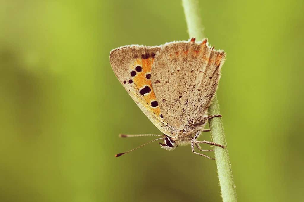 Piccola farfalla in rame seduta sulla lama.  rame americano.  Rame comune.  Farfalla con sfondo verde.  Lycaena phlaeas.