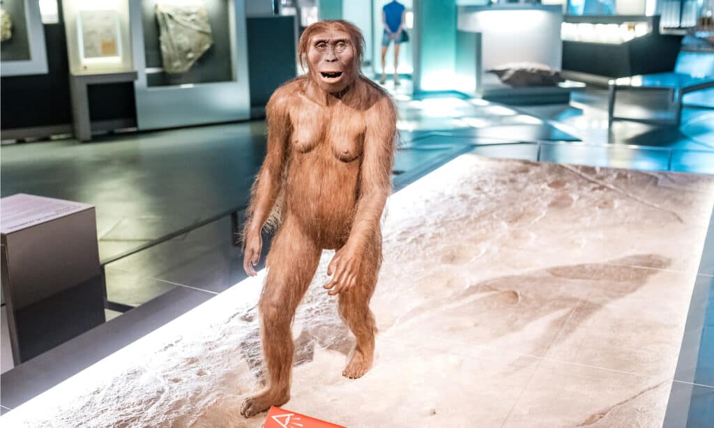 Australopitchecus femmina in un museo