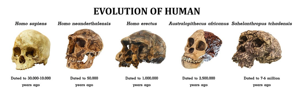 Evoluzione del cranio umano (Sahelanthropus tchadensis. Australopithecus africanus. Homo erectus. Homo neanderthalensis. Homo sapiens).