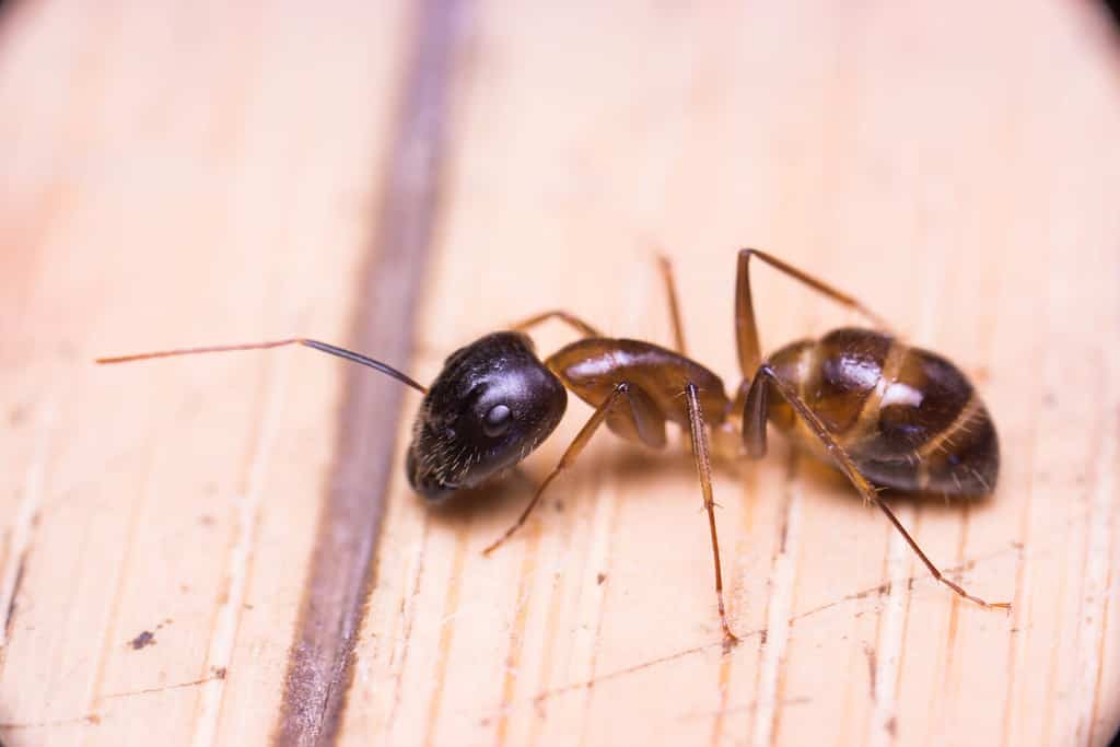 Zucchero fasciato Ant (Camponotus consobrinus) strisciando e chiedendosi sul pavimento