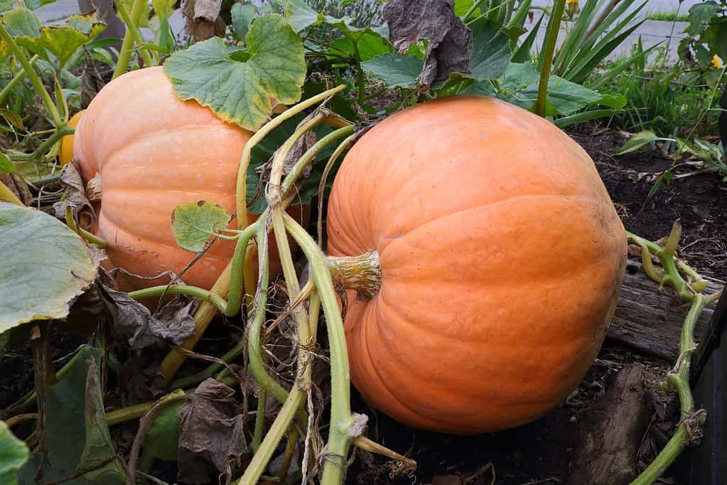 Due grandi zucche mature sulla vite.  Grandi zucche mature in un campo ancora attaccate alla vite.