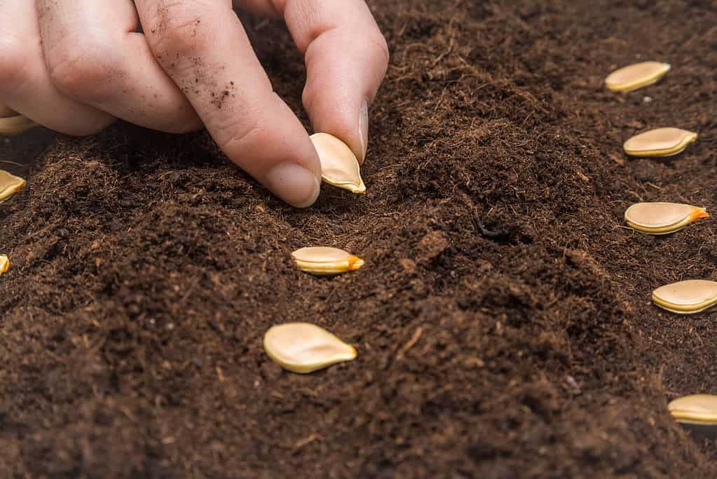 mano del giardiniere dalla pelle chiara che semina i semi di zucca nel terreno.  Primi preparativi primaverili per la stagione del giardino.