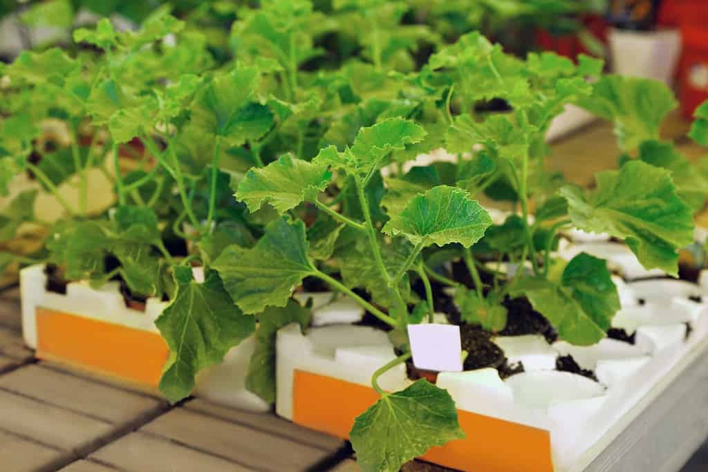 Vasi con piantine di zucca verde in vassoi sul tavolo