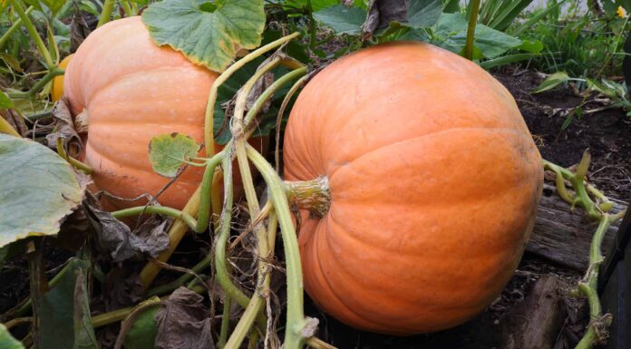 Come coltivare le zucche: la tua guida completa
