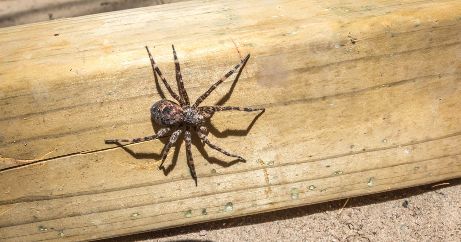 Il più grande ragno dall'aspetto inquietante del Canada, il ragno portuale della famiglia Pisauridae, (Dolomedes sp), che striscia un pezzo di legname 4x4 al sole.