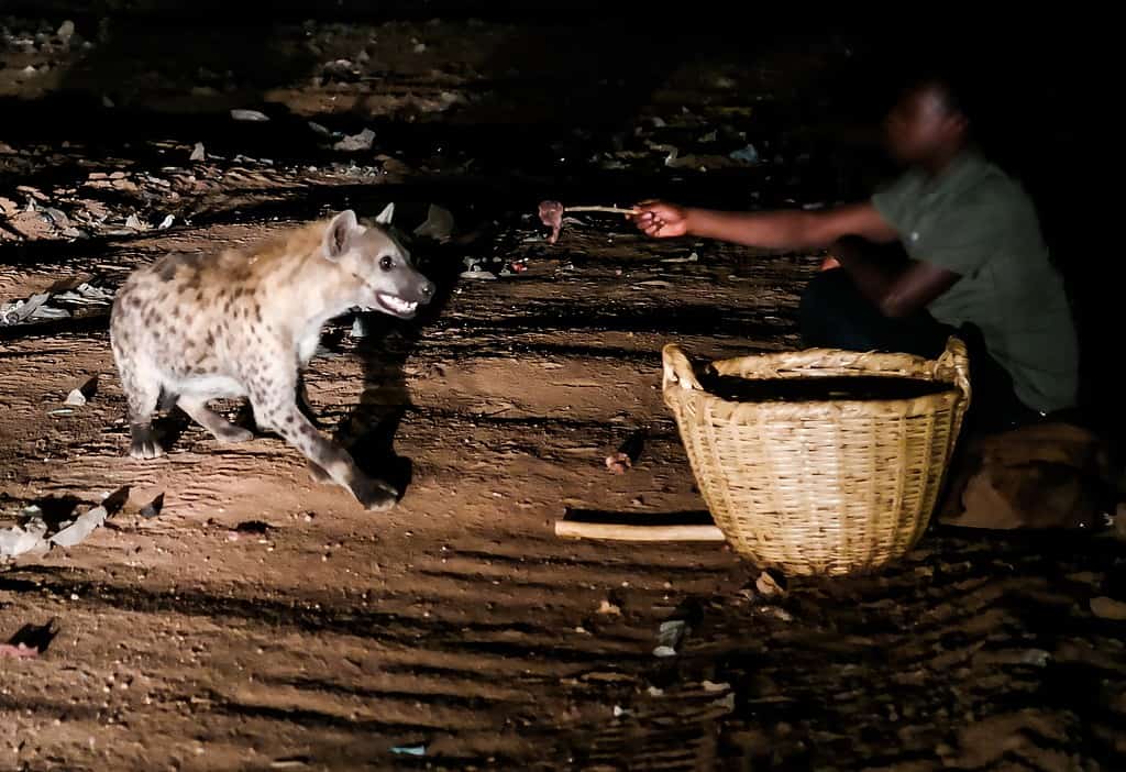 Sperimenta l'opportunità irripetibile di nutrire le iene selvatiche ad Harar