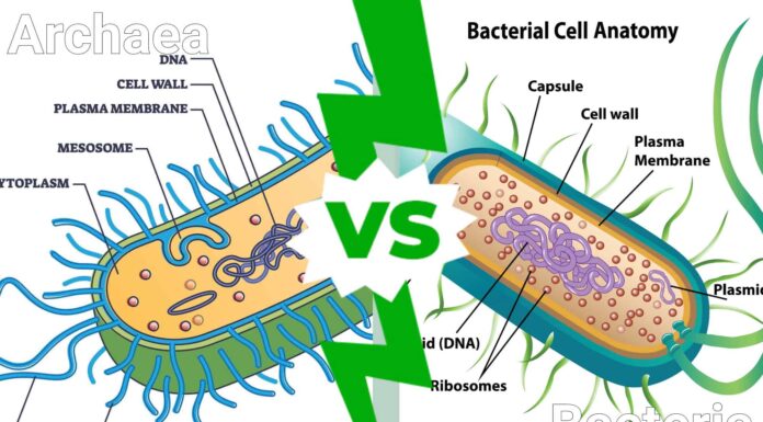 Archaea contro batteri: differenze chiave ed esempi per aiutarti a ricordare
