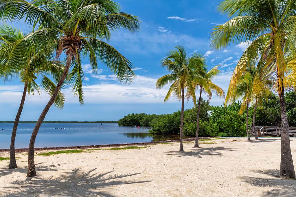 Spiaggia soleggiata con palme e mare dei Caraibi a Coral Reef Park, Key Largo, Florida.