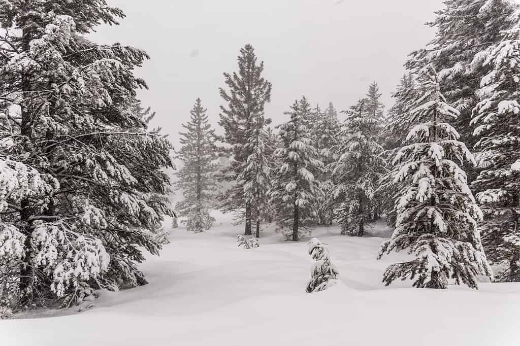 I pini si piegano sotto il peso della neve pesante durante una tempesta di neve nelle Sierras vicino al Donner Pass.