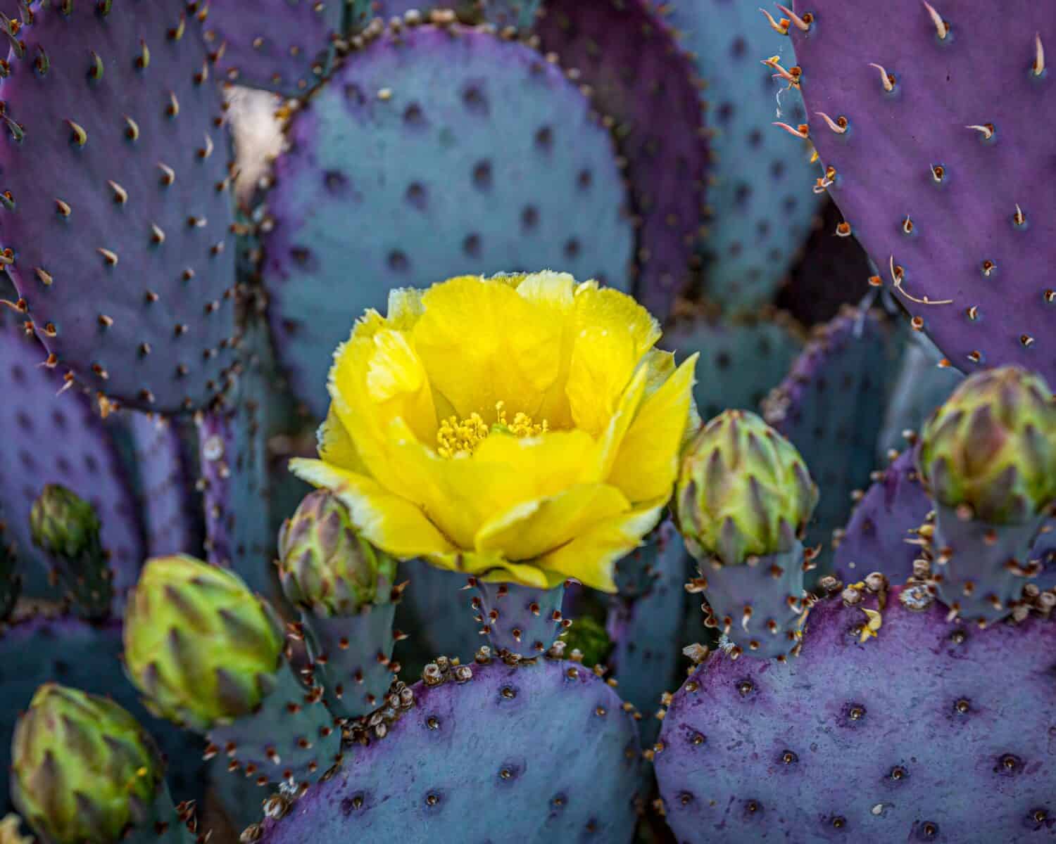 Il fico d'India Santa Rita del deserto di Sonora cambia colore a seconda della luce disponibile e della stagione.  I fiori giallo brillante offrono un bel contrasto cromatico.