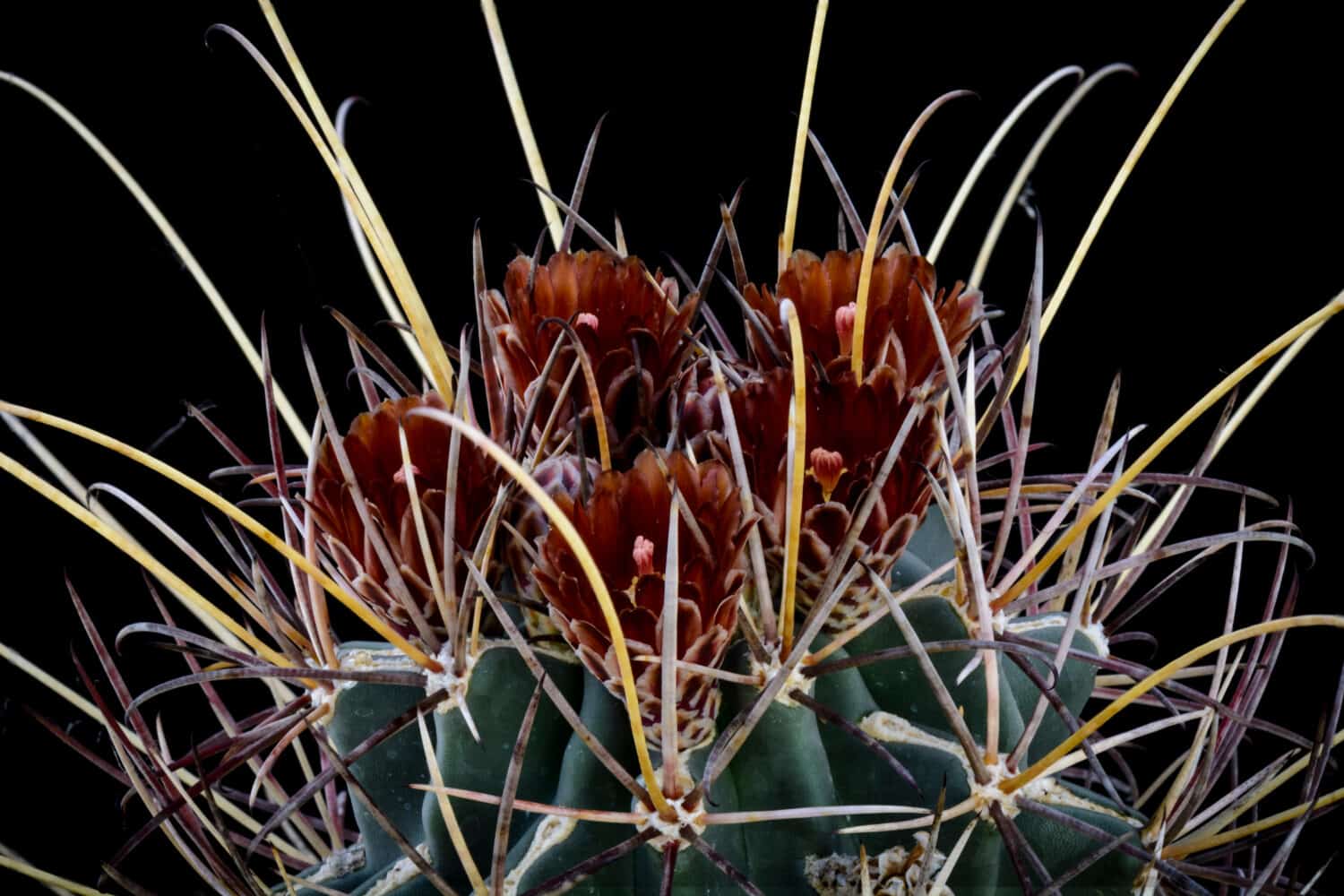 Cactus Glandulicactus uncinatus wrightii con fiore isolato su nero