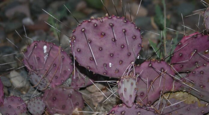 5 tipi di cactus viola
