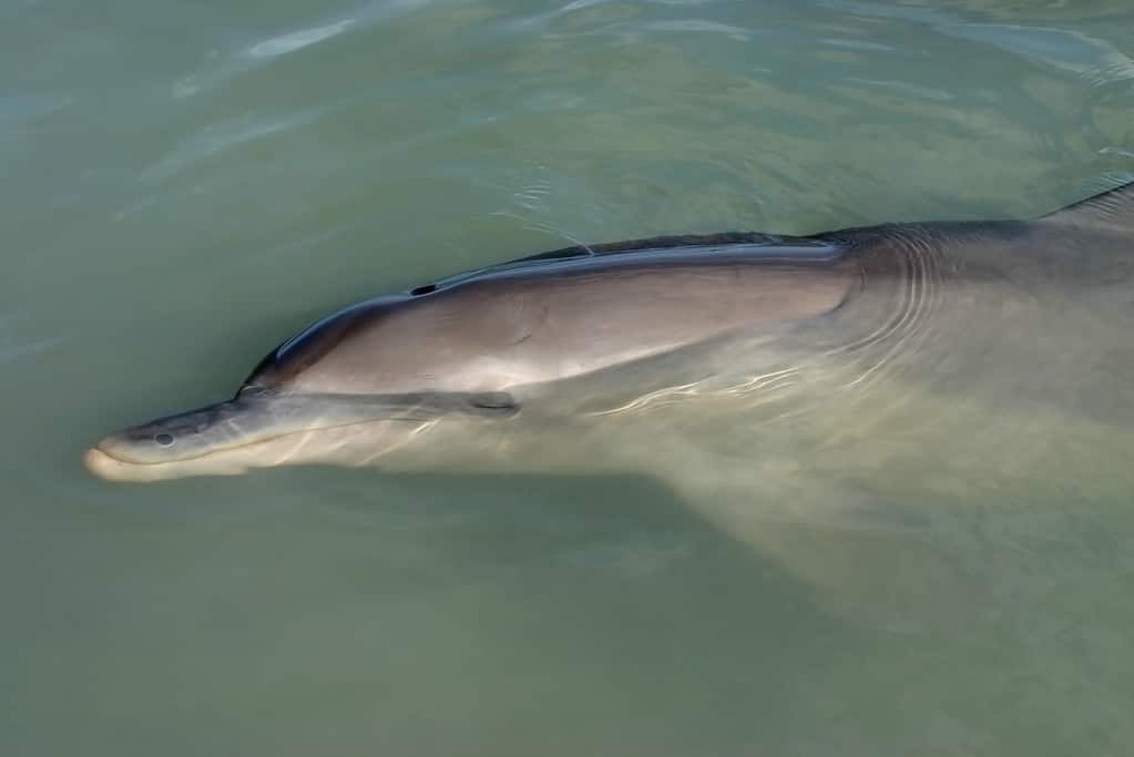 Ripresa ravvicinata di un delfino che riposa sulla superficie dell'acqua dell'oceano.  Australia
