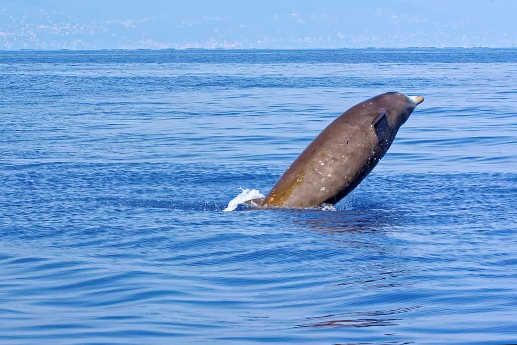 Balena dal becco di Cuvier (Ziphius cavirostris), nel Golfo di Genova, Mar Ligure.