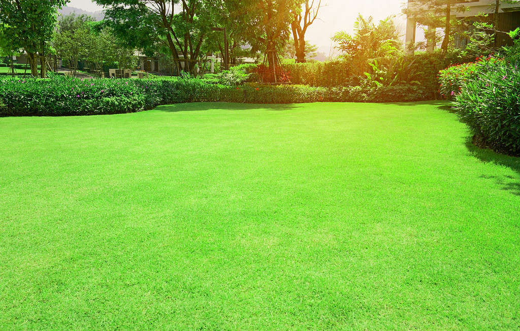 verde erba Bermuda prato liscio con forma curva di cespuglio, alberi sullo sfondo nel giardino della casa sotto la luce del sole del mattino