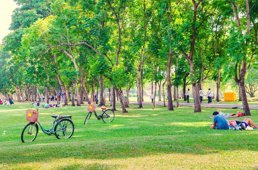 Bicicletta sull'erba verde nel parco.  Gente che si rilassa.  La famiglia felice gode del tempo insieme all'esterno.  insieme, amore, concetto di felicità.
