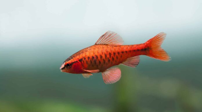 11 Tipi di Barb Fish: una guida sulla selezione, l'allevamento e la cura dei tuoi pesci
