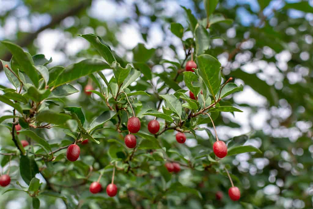 Elaeagnus Umbellata ( Gumi o Cherry silverberry, silverberry oleaster).  Bacche rosse mature del cespuglio di frutta giapponese silverberry che cresce su un ramo