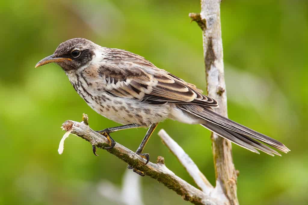 Le Galapagos Mockingbird (Nesomimus parvulus) sull'isola di Genovesa, il Parco Nazionale delle Galapagos, Ecuador