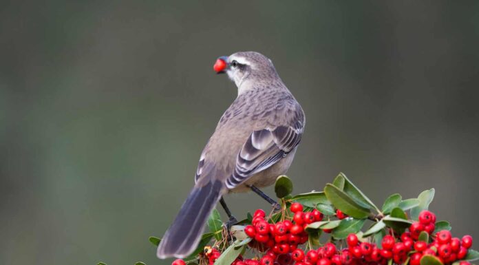 northern mockingbird perched by a white flower