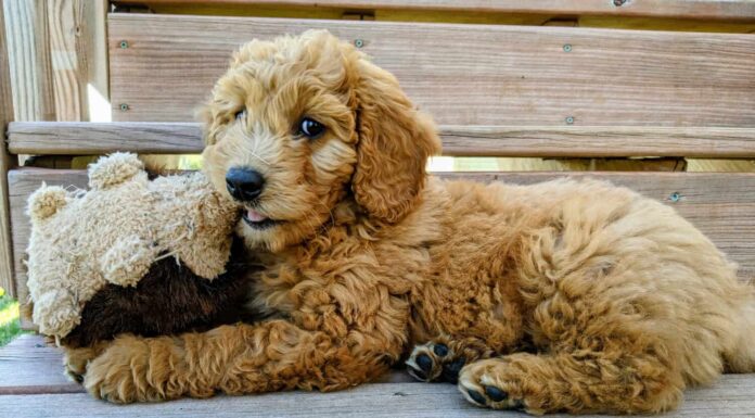 English Goldendoodle Puppy with dog toy