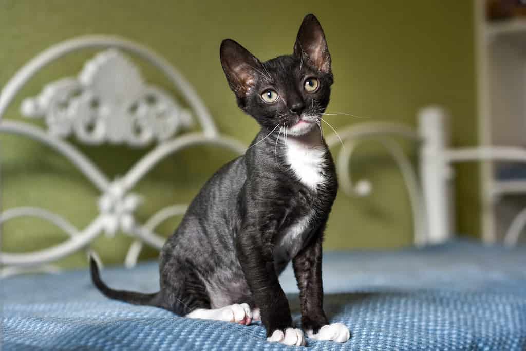 Un piccolo gattino nero Ural Rex è seduto sul letto.  Simpatico animale domestico in un moderno interno domestico