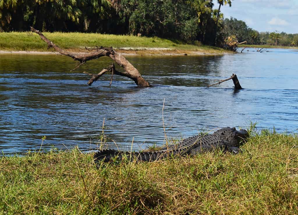 Alligatori americani che prendono il sole su una riva del fiume