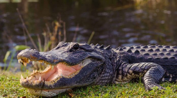 Alligatori in Florida: è sicuro nuotare?
