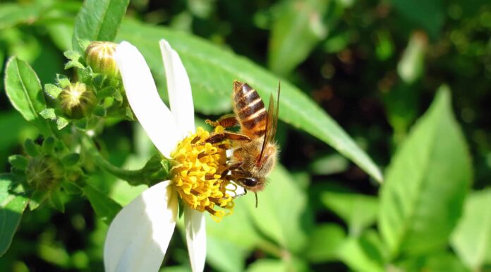 Scopri 6 api trovate in Louisiana: classificate in base alla puntura più dolorosa
