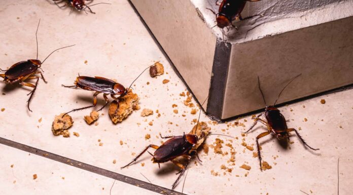 Guida all'identificazione degli insetti in cucina: come sbarazzarsi di ogni tipo
