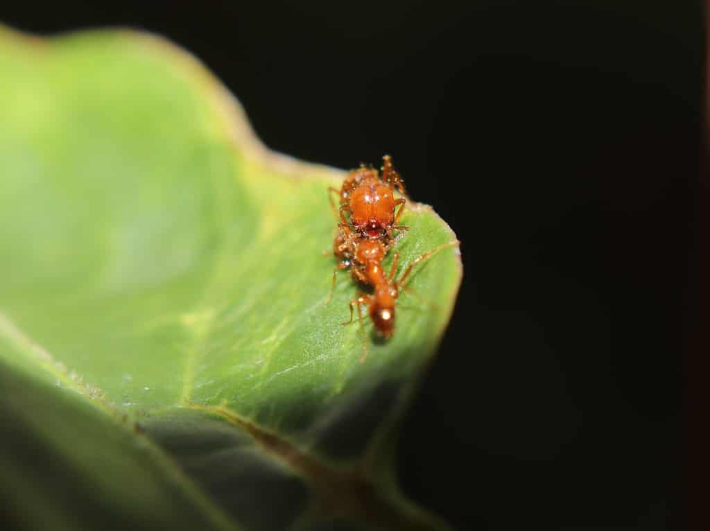 la formica madre del fuoco, con i suoi piccoli su una foglia, è un tipo di formica Solenopsis geminata che vive nelle foreste tropicali dell'Indonesia